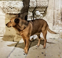 REX