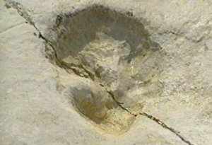 Altamura - orme di dinosauri