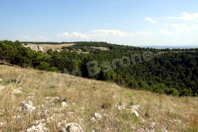 Pulicchio di Gravina
