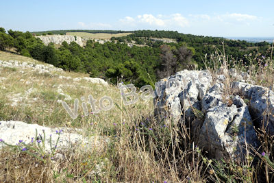 Pulicchio di Gravina
