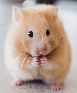criceto - Photo by Ricky Kharawala on Unsplash